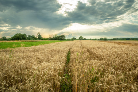 Field with growing golden grain and cloudy sky, view in eastern Polandの写真素材