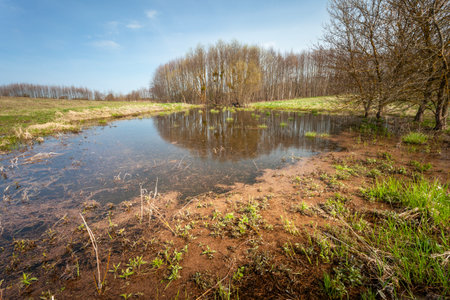 Swampy areas in front of the forest, April view in Zarzecze, eastern Poland