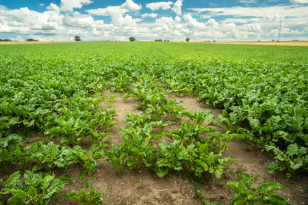 View of a mature green field of fodder beet plants on a July day in eastern Poland