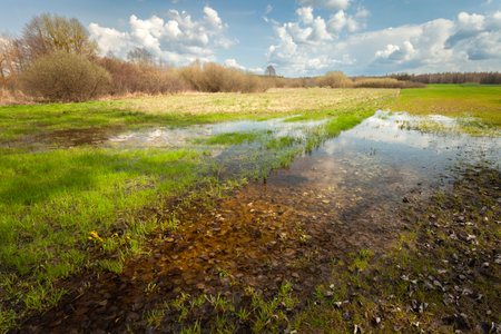 Water after rain in the field on a spring day, eastern Poland