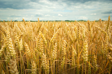 Wheat field and cloudy sky, summer view