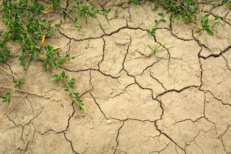 Close up of dry cracked earth with green plants, top view