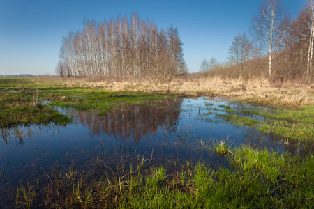 Water in the green meadow and trees on the horizon, March day, eastern Polandの写真素材