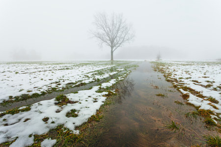 Water from melting snow on a rural field with a tree on a foggy day, February day, eastern Poland