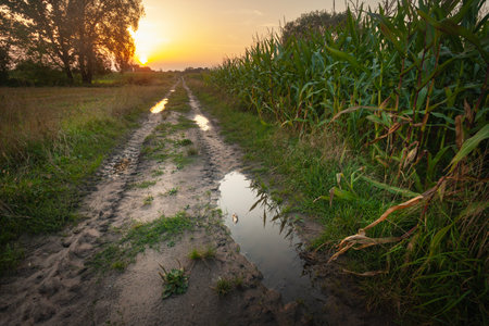 Puddles on a dirt road with a corn field during sunset, summer dayの写真素材