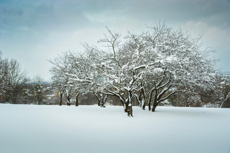 Snow-covered trees in the park, Chelm, Polandの写真素材
