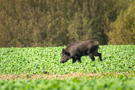 A single wild boar eating crops in a field, eastern Polandの写真素材