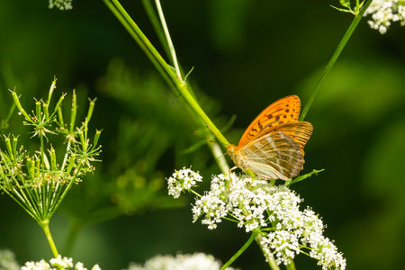 Single butterfly on a white flower, a June dayの写真素材
