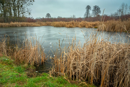 Frozen pond with dry reeds on the shore, cloudy day, Stankow, Polandの写真素材