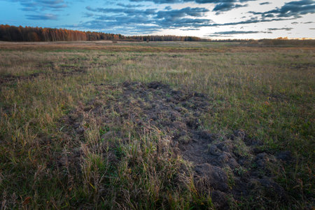 Traces of digging in the ground by wild boars, eastern Polandの写真素材