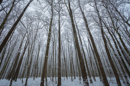 View of tree trunks and crowns in dense winter woodland, eastern Polandの写真素材