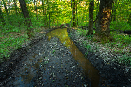 A large water puddle on a dirt road in the spring green woodlandの写真素材