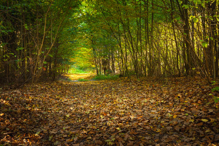 A forest alley with fallen leaves on a sunny October day, eastern Polandの写真素材