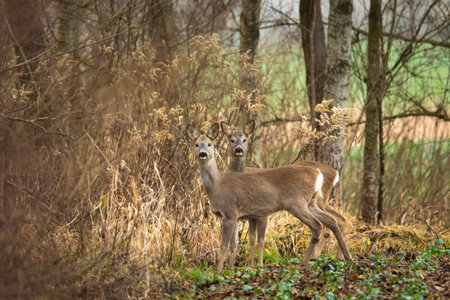 A pair of roe deer in the bushes, eastern Polandの写真素材