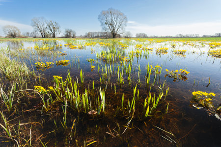 A wet meadow with yellow marsh marigolds and trees on the horizonの写真素材