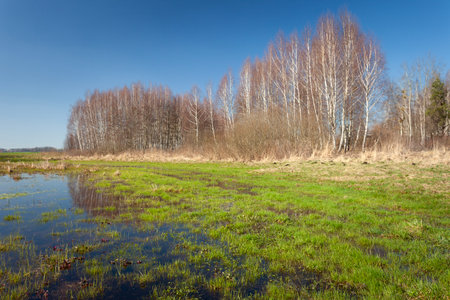 Wet meadow and small forest view on a sunny spring day, eastern Polandの写真素材