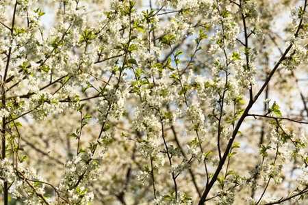 Branches with blooming white flowers of a fruit tree in an orchard, spring sunny dayの写真素材