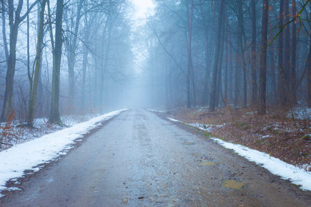 Dirt road through a misty wet forest, eastern Polandの写真素材