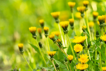 Many yellow dandelions in the meadowの写真素材