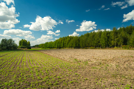 Young plants in the rural field and a forest on the horizon, summer dayの写真素材
