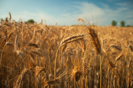 Close-up of ears of grain in a field, summer dayの写真素材