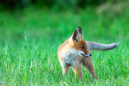 Little fox in the green grass, summer dayの写真素材