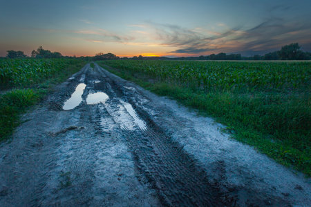 Dirt road with puddles and corn fields during sunset, Nowiny, Polandの写真素材