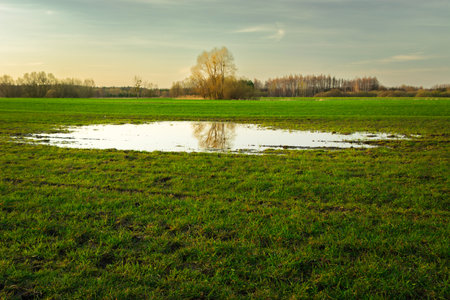 Puddle of water on green cultivated field with trees on horizon and clear sky, April dayの写真素材