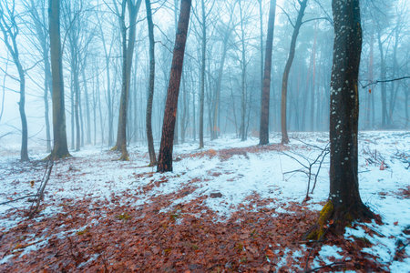 Winter misty forest with snow and wet leaves, eastern Polandの写真素材