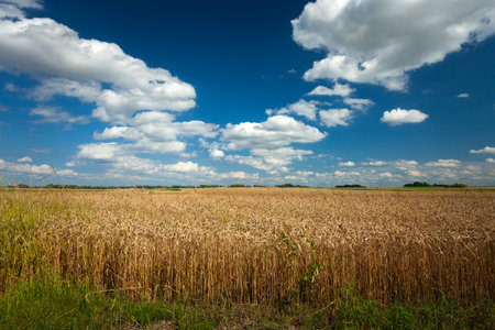 Grain field and white clouds on the blue sky, summer view in eastern Polandの写真素材