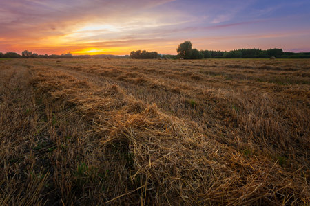 Straw on the stubble field and a beautiful colorful sunset, summer eveningの写真素材