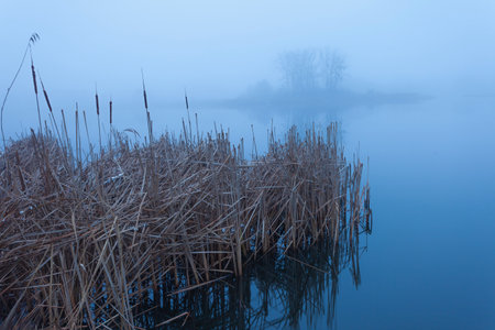 Dry reeds sticking out of the water of a calm lake and trees on the horizon in thick fog, Stankow, Polandの写真素材