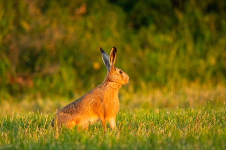 A wild big hare sits in the grass in a green meadow, eastern Polandの写真素材