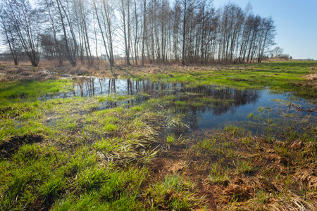 A wet green meadow and trees in the background, spring sunny day, Zarzecze, Polandの写真素材
