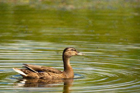 A brown female mallard duck swims in the water, summer sunny day, eastern Polandの写真素材