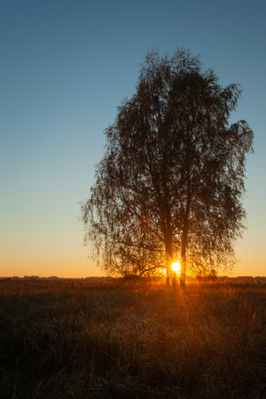The setting sun behind a tall birch tree in a meadow, eastern Polandの写真素材