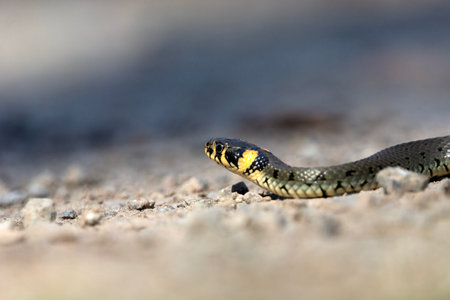 A grass snake crawling on rocky ground, spring day, eastern Polandの写真素材