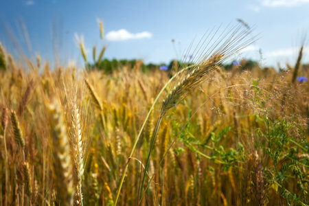 Close-up of ears of grain in a rural fieldの写真素材