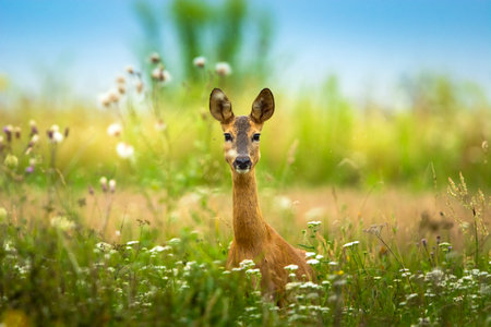 Roe deer in tall grass, summer dayの写真素材