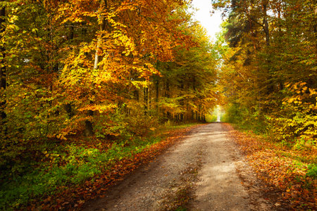 Dirt road in a lush autumn forest, October day, eastern Polandの写真素材