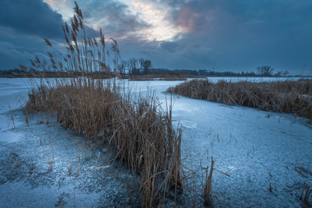 Frozen lake with reeds, evening winter viewの写真素材