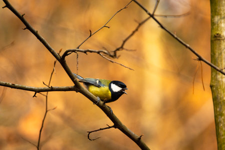 A great tit sits and sings on a branch, March day, eastern Polandの写真素材