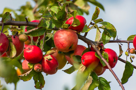 Red apples on a branch, summer day, eastern Polandの写真素材