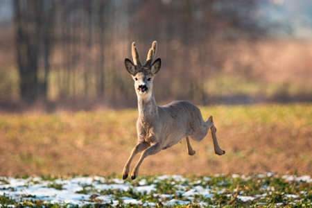 A roe deer runs quickly across the field, Zarzecze, Lubelskie, Polandの写真素材