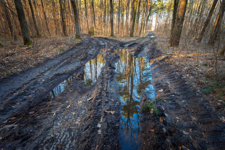 Reflection of trees in a puddle in the forest, March day, Nowiny, Lubelskie, eastern Polandの写真素材