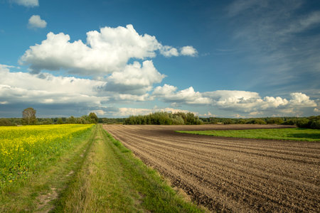 Dirt road and plowed field, summer day, eastern Polandの写真素材
