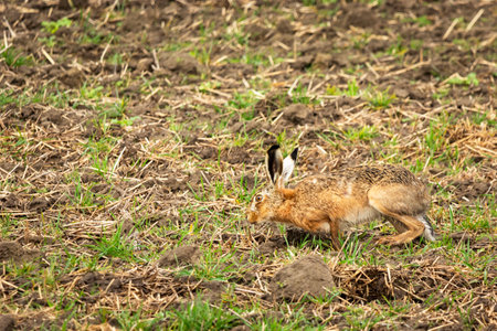 Camouflaged hare in a field, spring day, eastern Polandの写真素材