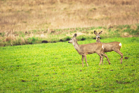 Two roe deers in the green meadow, spring day, eastern Polandの写真素材