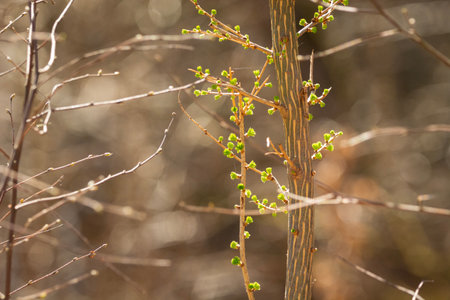 Young spring green leaves on the bush, eastern Polandの写真素材