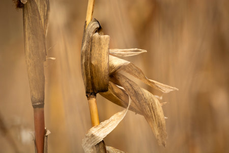 Close-up of dry corn stalks and leaves, eastern Polandの写真素材